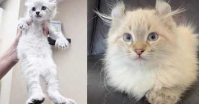 Cat With Wobbly Front Legs Falls In Love