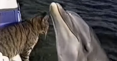 Cat and Dolphins Playing Together