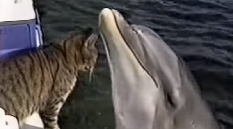 Cat and Dolphins Playing Together