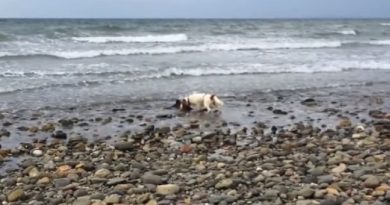 Dog Saves Baby Dolphin on Criccieth Beach