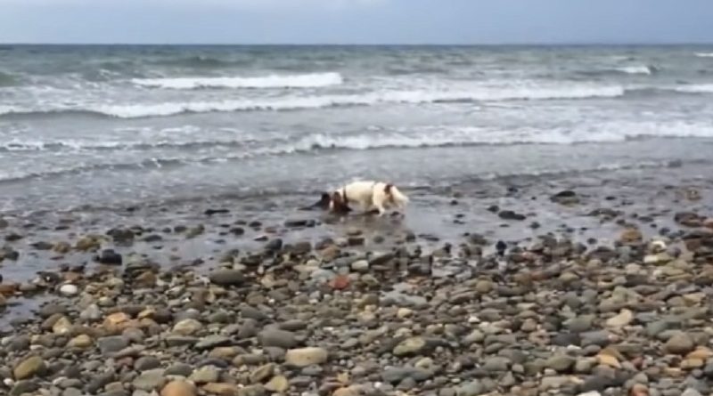 Dog Saves Baby Dolphin on Criccieth Beach