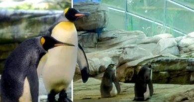 Gay penguins to become dads after being given abandoned egg