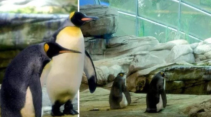 Gay penguins to become dads after being given abandoned egg