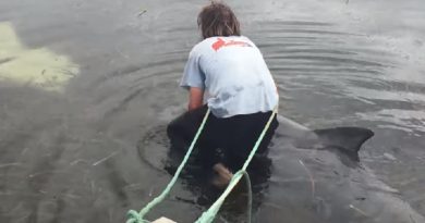 Man Saves Distressed Dolphin From being trapped on a "Seaweed" Sand Bar