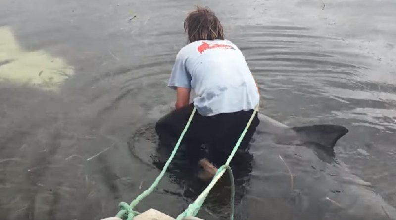 Man Saves Distressed Dolphin From being trapped on a "Seaweed" Sand Bar