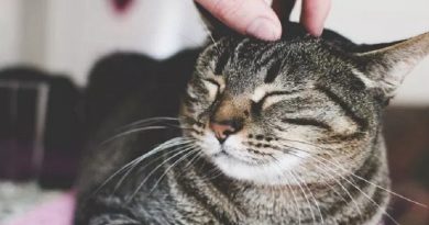 Stroking a cat or a dog for just 10 minutes can reduce stress, study finds