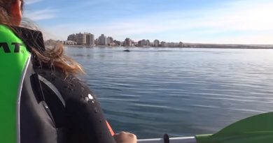 Whale Lifts Kayakers Out Of Water