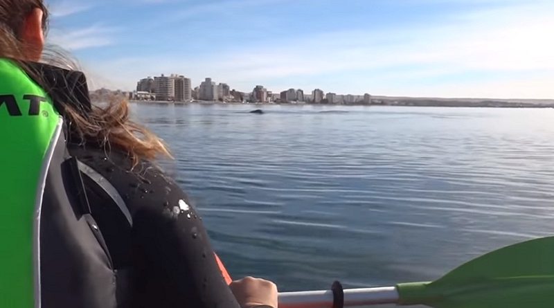 Whale Lifts Kayakers Out Of Water