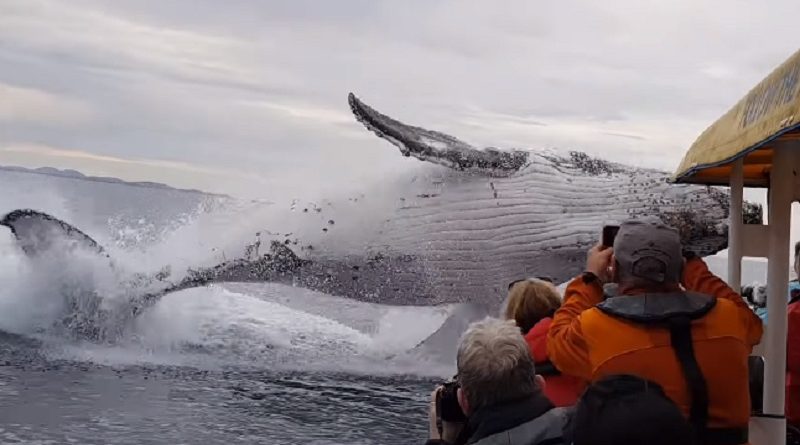 Whale jumps out of nowhere