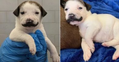 ‘Hipster’ puppy with perfect twirly ‘mustache’