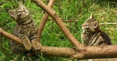 rare Scottish wildcat kittens