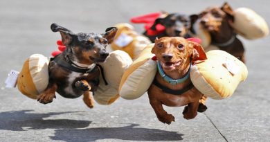 100 Dachshunds