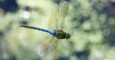 Massive Swarms of Migrating Dragonflies Are So Large