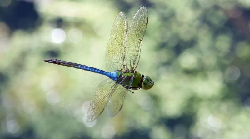 Massive Swarms of Migrating Dragonflies Are So Large