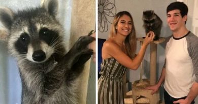 Meet Oscar the baby raccoon who loves living with his human parents