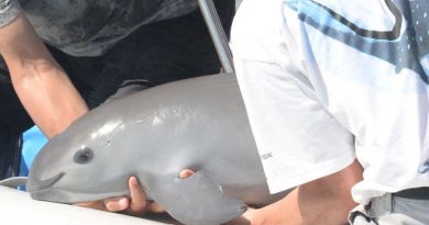 vaquita