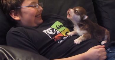 I Didn’t Think This Puppy Could Get Any More Adorable. Then He Did THIS!