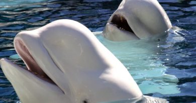 Beluga Whale Sanctuary