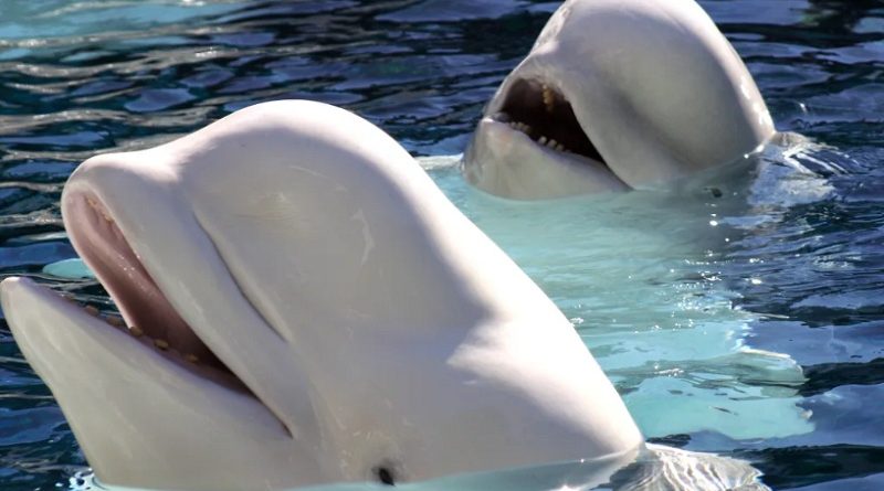 Beluga Whale Sanctuary