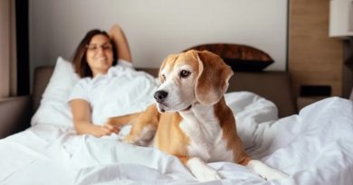 pet-friendly hotels