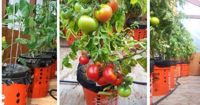 Growing Tomato In Self-Watering Buckets: The Best Guide