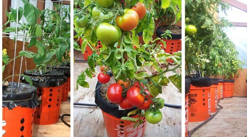 Growing Tomato In Self-Watering Buckets: The Best Guide