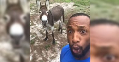 Donkey Joins Man