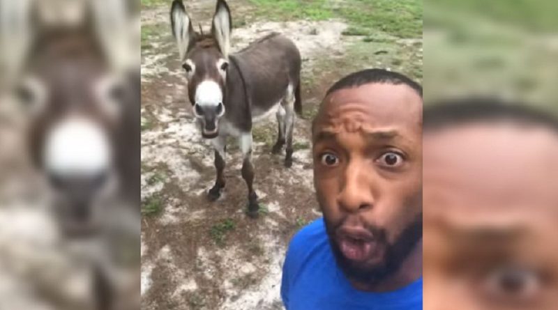 Donkey Joins Man