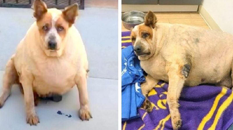 Overweight Dog Abandoned