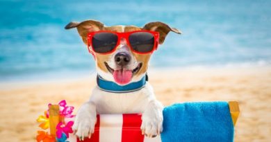 You can now go on free holidays with your dog