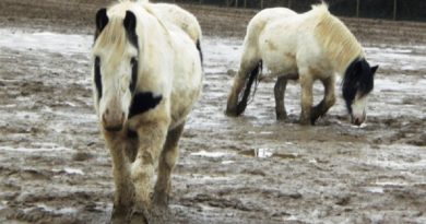 100 neglected horses