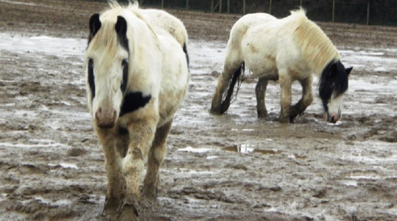 100 neglected horses