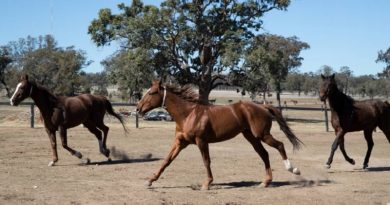 ex-racing horses