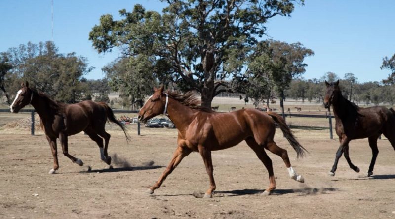 ex-racing horses