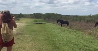 Baby Horse Attacked