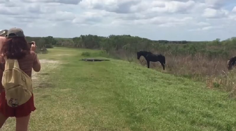 Baby Horse Attacked