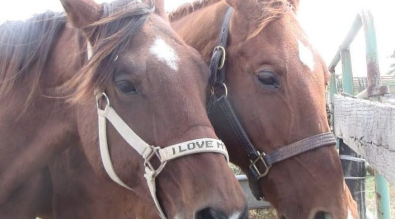 Abandoned Horses