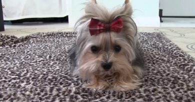 Misa Minnie is the Cutest Yorkie-Therapy Pup Around