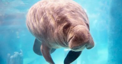 Facts About Manatees