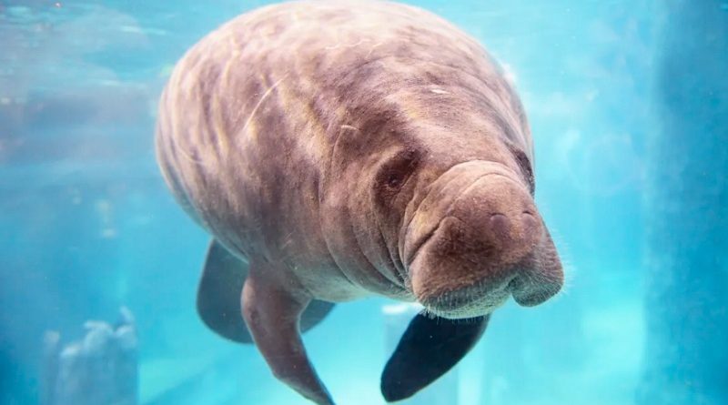 Facts About Manatees