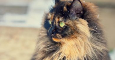 Multicolored Cats Might Be More Aggressive Than Other Cats, Study Finds