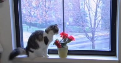 He’s Just An Ordinary Cat In Hospital. You Won’t Believe It When You See What He