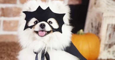 Do Pets Enjoy Dressing Up for Halloween?