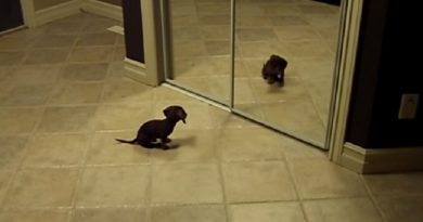 Adorable Dachshund Puppy Is Confused By Mirror