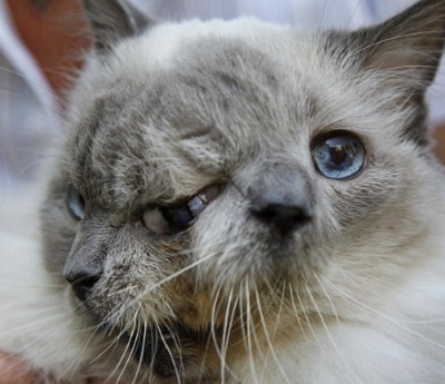 two-faced cat