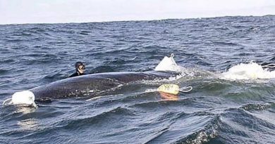 Divers Release a Whale