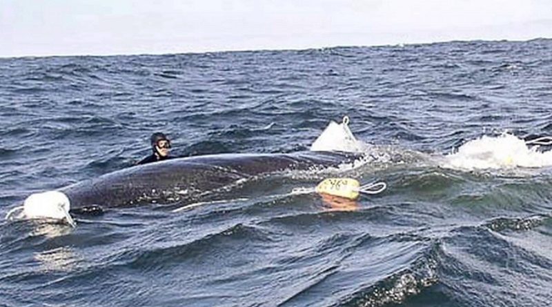 Divers Release a Whale