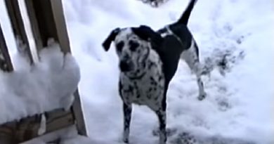 Dog Goes Out After A Big Snowstorm