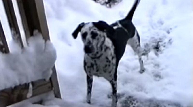 Dog Goes Out After A Big Snowstorm