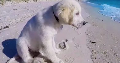 Pouting Puppy Barks at Ocean